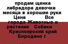 продам щенка лабрадора девочка 2 месяца в хорошие руки › Цена ­ 8 000 - Все города Животные и растения » Собаки   . Красноярский край,Бородино г.